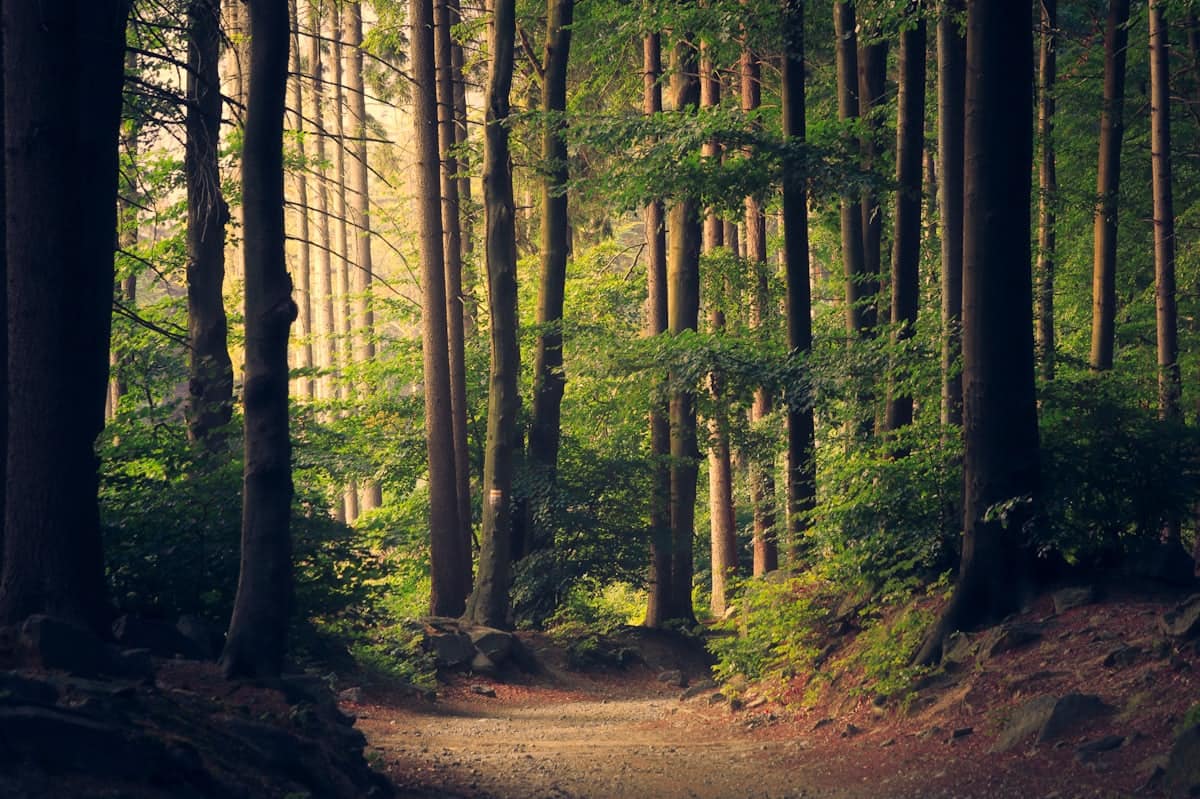 A quiet gravel path curving away through tall sunlit conifers in late afternoon light.